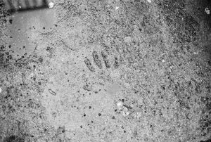 Handprint in asphalt
